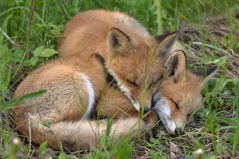 Adorable fox pups nap together Two Foxes, Baby Foxes, Fox Pups, Fantastic Fox, Cute Foxes, Fox Pictures, The Woodlands, Baby Fox, Baby Deer