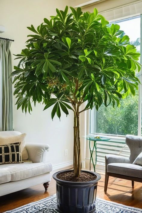 11 Best Indoor Tree Plants Best Trees For Indoors, Home Tree Plant, Low Light Trees Indoor, Tall Indoor Trees Living Rooms, Large Indoor Trees Low Light, Tall Indoor Tree With Uplighting, Tall Indoor Plants Low Lights, Best Indoor Trees Houseplant, Weeping Fig Tree Indoor