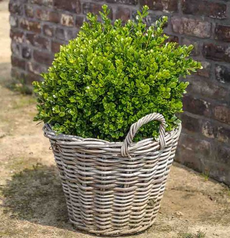 Award-winning Buxus microphylla 'Faulkner' (Small-Leaved Boxwood) is a dense, compact, evergreen shrub with a lush foliage of small, rounded, dark bluish green, glossy leaves. The foliage retains its rich color most of the year, becoming bronze-tinged in cold winter weather. Tough, hardy and easy to grow, this Boxwood provides color year-round, as well as form, texture and contrast to its companion plants. Slow-growing, it is ideal for shaping and particularly well suited to topiaries, ... Buxus Microphylla, Flowering Cherry Tree, Rabbit Garden, Front Garden Design, Mediterranean Landscaping, Plants To Grow, Fragrant Plant, Best Plants, Planting Shrubs