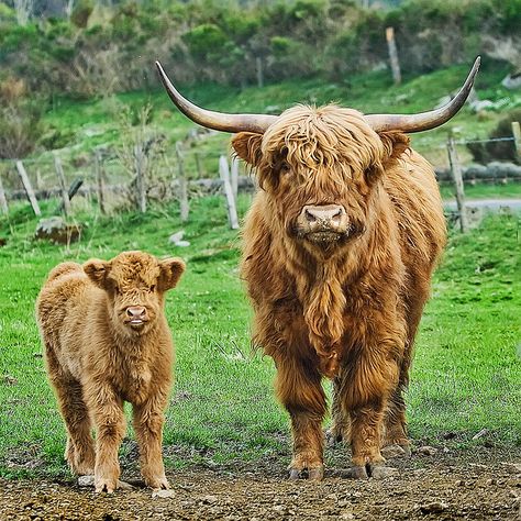 Highland Longhorn. If I win the lottery I would have a small holding with these beauties. Types Of Cows, Longhorn Cattle, Farm Sanctuary, Scottish Highland Cow, Fluffy Cows, Highland Cows, Highland Cattle, Baby Cows, Cow Art