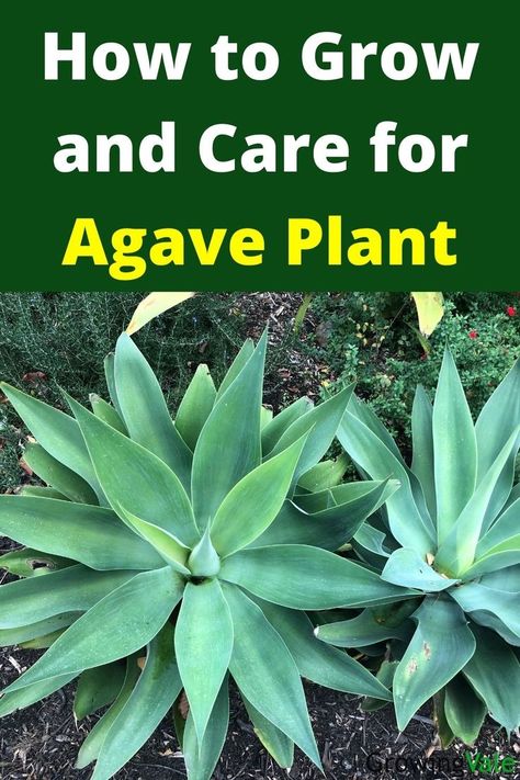 Agave Plant Agave Around Pool, Planting Agave Plants, How To Propagate Agave Plant, Foxtail Agave In Pot, Agave Plant Landscaping Front Yards, Agave Garden Design, Agave Plant Landscaping, Transplant Succulents, Desert Plants Landscaping