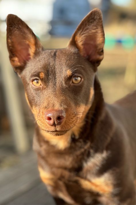 Meet the Lancashire Heeler, AKC's Newest Recognized Dog Breed – American Kennel Club Mini Doberman, Lancashire Heeler, Akc Breeds, Manchester Terrier, Red Heeler, Mixed Breed Dogs, American Kennel Club, Australian Cattle Dog, First Impression