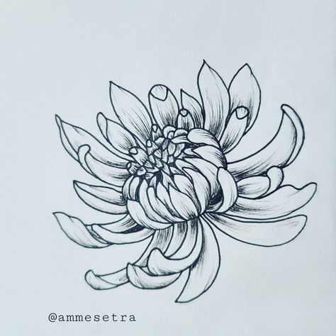 Japanese Chrisantemum Tattoo Design, Crisanthiums Flower Drawings, Crysanthiums Flower, Crysthanamum Drawing, Chrysanthemum Tattoo Linework, Crysentimum Flower Drawing, Crsanthmum Flower, Crisanthiums Flower Tattoo Design, Chrythansemum Tattoo