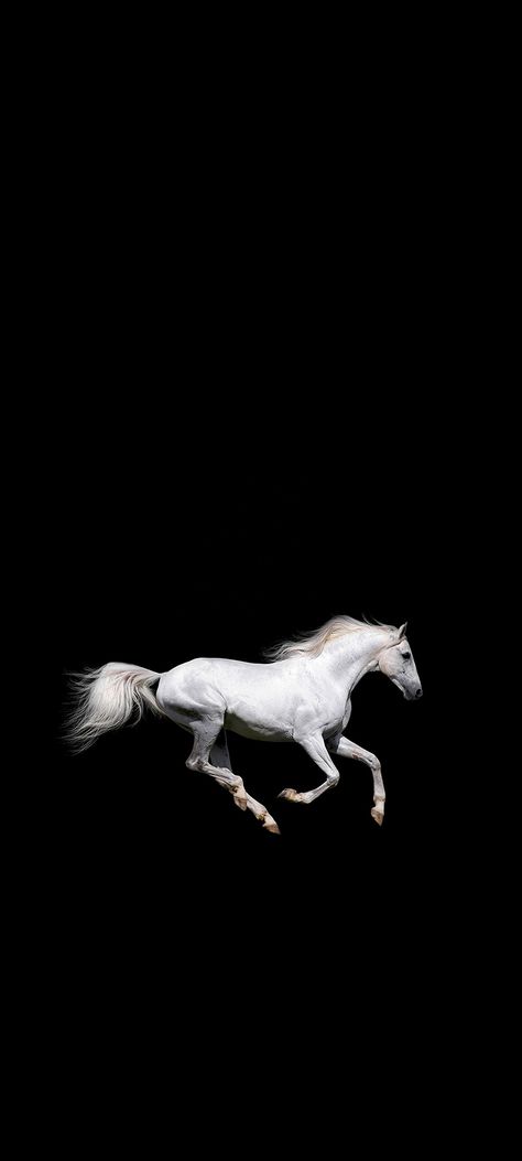 Horses are the furious animal alive. They are fearless, can stand for you anywhere they are asked to. White Horse Wallpaper Iphone, Lord Ram Image, Ram Image, Horse Illustration, Horse Wallpaper, Apple Wallpaper Iphone, Apple Wallpaper, Horse Photography, White Horse