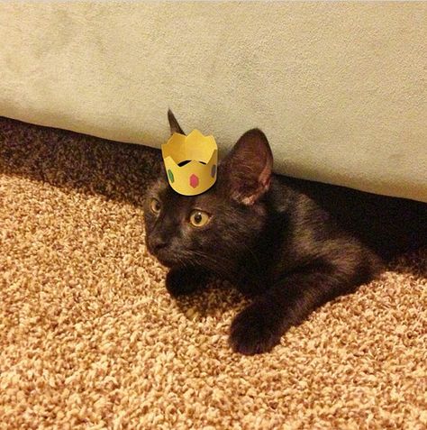 Tiny crown on a cat. Animals In Hats, Cats With Hats, Costume Concept, Tiny Hats, Cats In Hats, Cat Supplements, Tiny Cats, Cats Black, Baby Chick