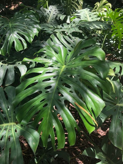 Pretty leaf, plant, tropical plant cute leaves 🌱 Tropical Plants Aesthetic, Plants Aesthetic, Pretty Leaf, Leaf Plant, Plant Aesthetic, Pretty Plants, Tropical Plants, Holiday Ideas, Plant Leaves