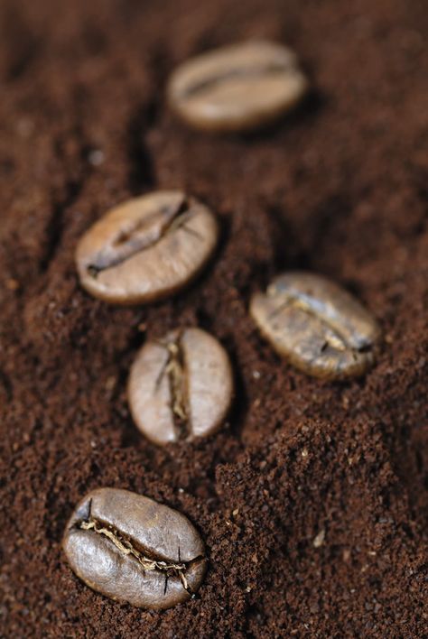 Coffee Grounds Compost Compost Aesthetic, Coffee Grounds As Fertilizer, Used Coffee Grounds, Chinese Mustard, Lettuce Seeds, Making Coffee, Uses For Coffee Grounds, Coffee Grinds, Too Much Coffee