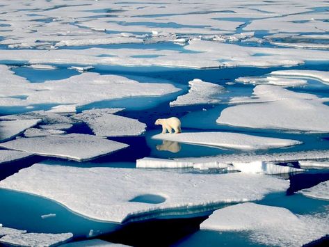 Global Warming: Arctic Circle As Hot As Hong Kong Average Temperatures Glaciers Melting, Conservation Biology, Save Our Earth, Green Queen, Environmental Conservation, Arctic Circle, Sanya, Environmental Art, Polar Bear