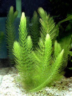 Hornwort Plants - Oxygenator Plant - Algae Fighter - Aquatic Pond Plant Tanaman Air, Small Water Gardens, Freshwater Plants, Freshwater Aquarium Plants, Taman Air, Goldfish Tank, Indoor Water Garden, Bawah Air, Live Aquarium Plants