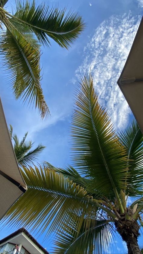 Tree Wallpaper, Summer Pictures, Beach Aesthetic, Sky Aesthetic, Endless Summer, Beach Vibe, Scenery Wallpaper, Travel Aesthetic, Instagram Pictures