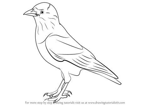 Learn How to Draw a Jackdaw (Birds) Step by Step : Drawing Tutorials Jackal Sketch, Jackdaw Tattoo, Jackdaw Drawing, Parotts Bird Drawing Easy, Jackdaw Bird, Victorian Birdhouses, Draw Birds, Bird Coloring, Eagle Drawing