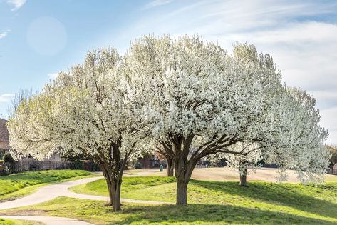 Blooming Bradford pear trees in Texas Pyrus Calleryana, Pagoda Dogwood, Bradford Pear Tree, Ant Bait, Golden Rain Tree, Fringe Tree, Smelling Flowers, Japanese Tree, Japanese Maples