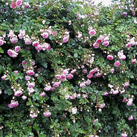 Thornless Climbing Roses, Iceberg Climbing Rose, Climbing Roses Trellis, Red Climbing Roses, Rose Plant Care, Spring Hill Nursery, Rose Rise, Climbing Rose, Rose Care