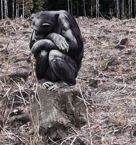 Animals Suffering From Pollution, Deforestation Animals, Deforestation Photography, Wildlife Conservation Poster, Deforestation Art, Environment Destruction, Destroyed Nature, Deforestation Drawing, What Is Deforestation