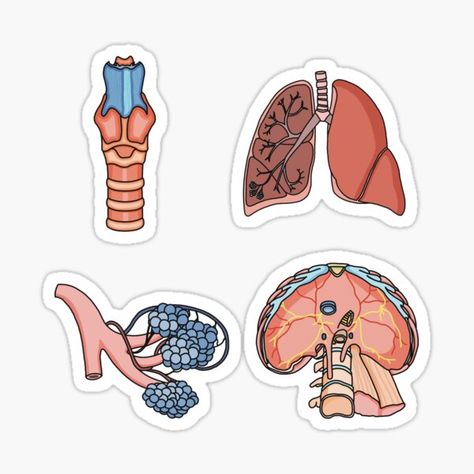 Anatomy And Physiology Stickers, Anatomy Stickers Printable, Anatomy Stickers Goodnotes, Larynx Drawing, Biology Stickers Printable, Lungs Sticker, Diaphragm Anatomy, Medicine Stickers, Biology Stickers