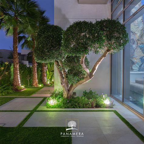 Olive Tree Outdoor Gardens, Dubai Garden Ideas, Garden And Pool Design, Garden Hallway, Roof Landscape, Terraced Landscaping, Dubai Garden, Backyard Trees, Rooftop Design