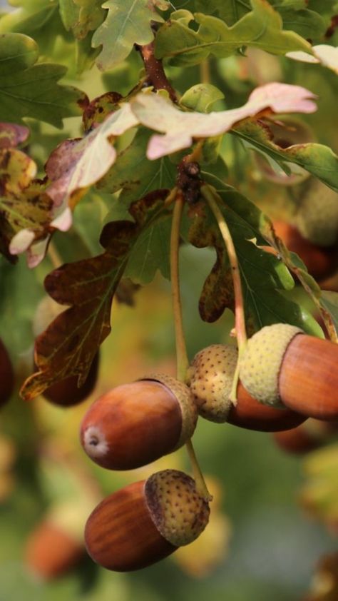 Acorn Drawing, Vegetables Photography, Baby Diy Projects, Flower Cottage, Arts And Crafts Furniture, Fall Fruits, Plant Photography, Autumn Nature, Autumn Scenery