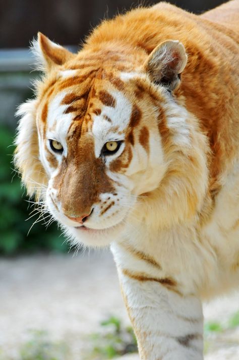 This very rare “golden” tiger is believed to be one among 30 that exist in the entire world. Golden Tabby Tiger, Golden Tiger, Tiger Cub, Tiger Art, Rare Animals, A Tiger, Animal Wallpaper, Big Cats, Wild Cats