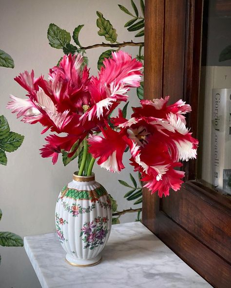 Alexander Hoyle on Instagram: “Tulip 'Estella Rijnveld' ♥️ Saved from the weather 💚 #englishgarden #flowers #tulips #tulip #cutflowers #gardendesign #blooms #interiors…” Fringed Tulips, Flowers Reference, Blue Hyacinth, Garden Desig, Orange Tulips, Flowers Tulips, Pablo Neruda, English Garden, Flora And Fauna