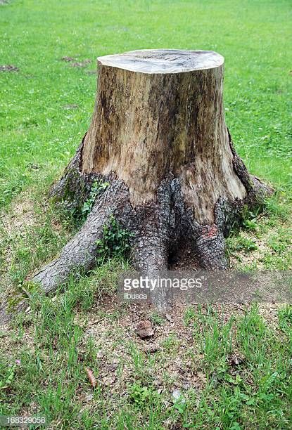 Kill Tree Roots, Kill Tree Stump, Tree Stump Decor, Tree Stump Planter, Tree Stumps, Laundry Tips, Props Art, Floral Border Design, Tree Trunks