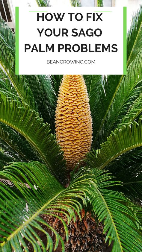 The following diseases and problems that can severely damage your sago palm: Sooty Mold, Brown Fungus and Ganoderma Butt Rot Sago Palm Landscaping, Sego Palm, Sago Palm Care, Palm Tree Care, Sago Palm Tree, Sago Palm, Potted Plants Outdoor, Plants Outdoor, Plant Problems