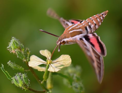 The Hummingbird Hawk-moth (Macroglossum stellatarum) I've only seen this moth 3 times in my life. They really look like a hummingbird! Hummingbird Hawk Moth, Sphinx Moth, Hummingbird Moth, Cool Insects, Moth Caterpillar, Flying Flowers, Hawk Moth, Beautiful Bugs, Creepy Crawlies