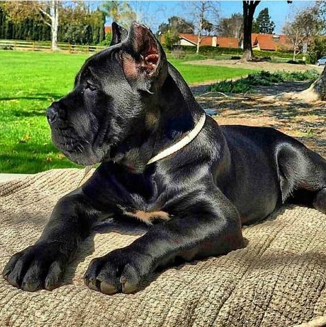 Worlds Biggest Dog, Black Cane Corso, Chien Cane Corso, Cane Corso Puppies, Big Dog Breeds, Dog Anatomy, Cane Corso Dog, Corso Dog, Dog Mommy