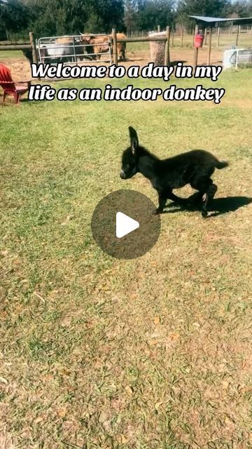 Our Simple Homestead on Instagram: "Day in the life of an indoor donkey! #cashthedonkey #housedonkey #farmlife #rescuedonkey #donkey #farmanimals #farm" Simple Homestead, Mini Donkeys, Mini Goats, Baby Donkey, Mini Donkey, Miniature Donkey, The Donkey, Donkeys, Day In The Life