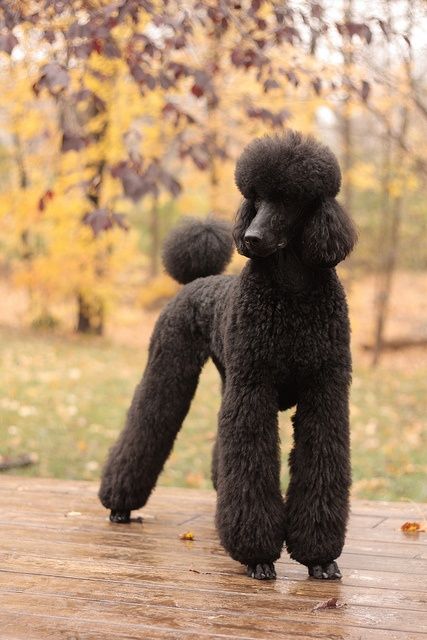 Standard Poodle Cuts, Anjing Poodle, Black Standard Poodle, Poodle Haircut, Poodle Miniature, Poodle Cuts, Black Poodle, Pretty Poodles, Poodle Grooming