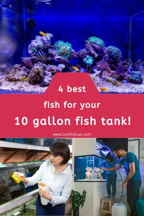 Fish Tank 20 Gallon, 10 Gallon Aquarium Ideas, Ten Gallon Fish Tank Ideas, Fish Tank Ideas 10 Gallon, 10 Gallon Betta Tank, 10 Gallon Fish Tank Ideas Decor, Fish For 10 Gallon Tank, 5 Gallon Fish Tank Ideas, 10 Gallon Fish Tank Ideas