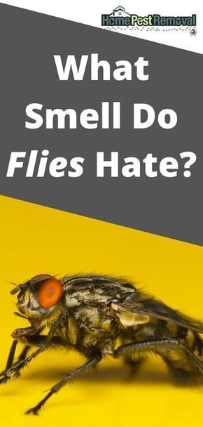 How To Get Rid Of Flys In Your House, Keeping Flies Out Of House, How To Get Rid Of Flies In Backyard, Get Rid Of Flies In House Diy, How To Get Rid Of House Flies, House Fly Repellent, Natural Fly Repellant Home, Fly Traps Homemade Diy, Get Rid Of Flies In House