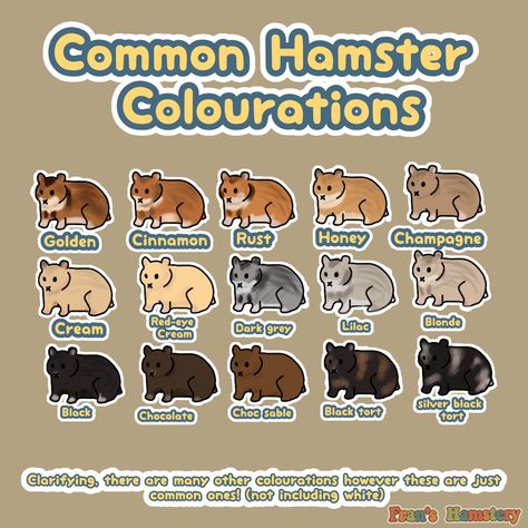 Syrian Hamster Colors, Hamster Colors, Hamster Types, Long Haired Hamster, Russian Hamster, Hamster Life, Mink Colour, Hamster Care, Hamster Cages