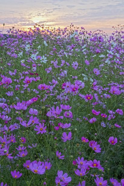 Purple Cosmos Flower, Purple Cosmos, Flowers Field, The Color Purple, Cosmos Flowers, Beautiful Scenes, Flower Photography, Favorite Flowers, Flower Quotes