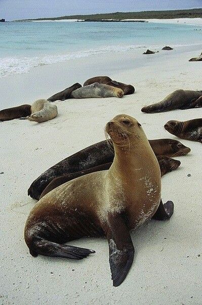 Galapagos Sea Lions Galapagos Sea Lion, Interesting Websites, Marine Mammals, Sea Lion, Marine Animals, Cute Animal Pictures, Sea Animals, Nature Animals, Marine Life