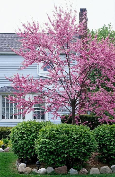 redbud-cercis-canadensis-pink-flowers-dbf172a1 New Home Landscaping, Small Trees For Front Yard, Small Ornamental Trees, Pagoda Dogwood, Spring Blooming Trees, Trees For Front Yard, Eastern Redbud, Redbud Tree, Japanese Tree