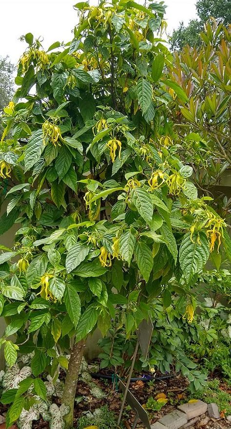 Tree With Yellow Flowers, Chanel 5, Small House Garden, Plant Encyclopedia, Ylang Ylang Flower, Herb Garden Design, Vertical Garden Diy, Orchids Garden, Beautiful Trees