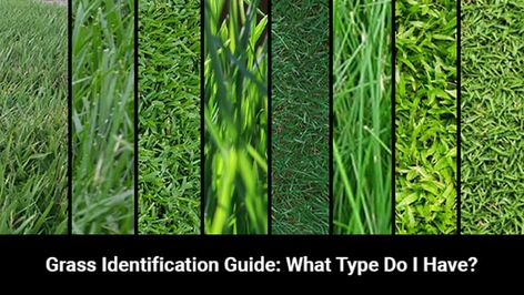 Do you know your grass type? We examined the most popular grasses and created an easy-to-follow identification guide with the pros and cons of each... Types Of Grass For Lawn, Fescue Grass Lawn, Reseeding Lawn, Lawn Grass Types, Different Types Of Grass, Tall Fescue Grass, Grass Seed Types, Centipede Grass, Fescue Lawn