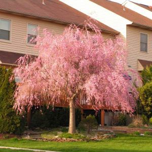 Small Ornamental Trees, Weeping Trees, Weeping Cherry Tree, Weeping Cherry, Privacy Trees, Flowering Cherry Tree, Flowering Tree, Specimen Trees, Tree Nursery