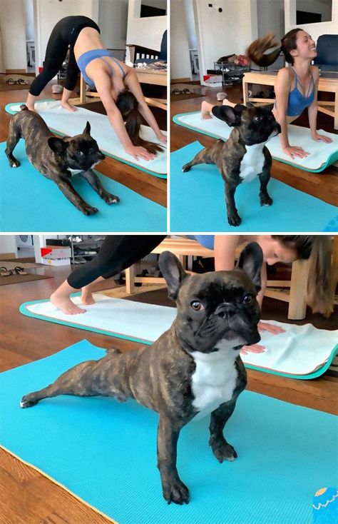 Doga Heartwarming Pictures, Fun Animals, Mal Humor, Funny Dog Photos, Dog Yoga, Cute Bulldogs, Puppy Face, Crazy Dog, Marvel Funny