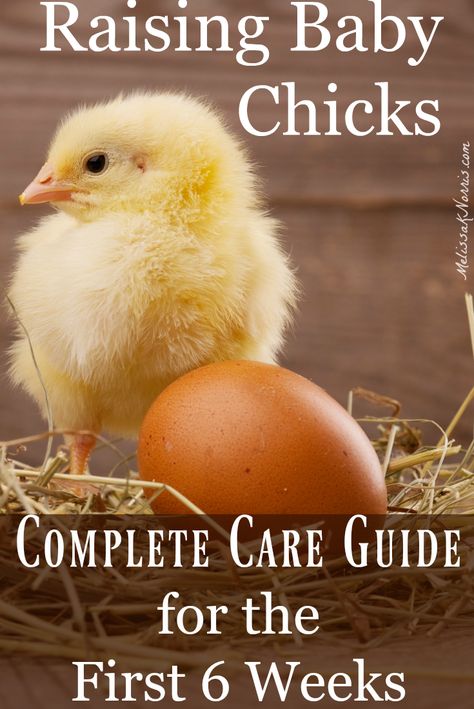 Raising Baby Chicks Beginners Guide to the First 6 Weeks Raising Baby Chicks, Urban Chicken, Urban Chicken Farming, Baby Chicks Raising, Raising Chicks, Chicken Farming, Urban Chickens, Backyard Chicken Farming, Raising Backyard Chickens