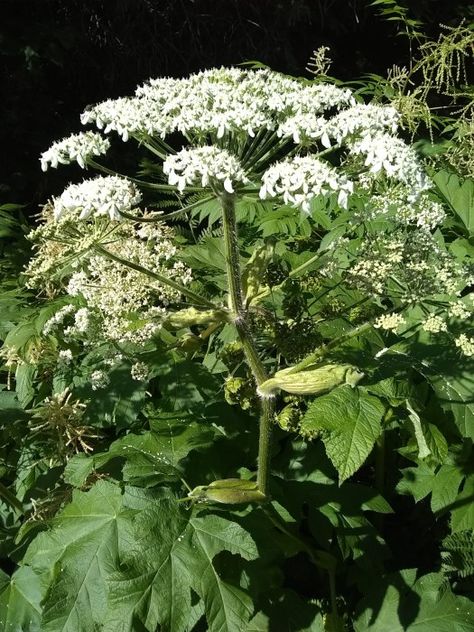 How to Take Care of a Cow Parsnip Burn. – Alaska Herbal Solutions Wild Parsnip, Severe Sunburn, Poison Ivy Rash, Cow Parsnip, Plantain Leaves, Poison Oak, Beautiful Weather, Chamomile Tea, A Cow