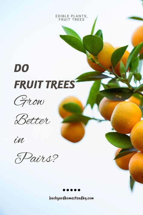 Using a cross-pollinator would be the easier, more advised option. Fruit trees need to be pollinated to bear fruit. Fruit trees that require cross-pollination must be grown in pairs. Some cross-pollinating fruit trees may bear fruit when planted solo. Some trees can be self-pollinated using hand pollination techniques. #fruittrees #fruittreesgrowing #fruittreesplantingideas #edibleplantsgarden #selfpollinatingfruittrees #crosspollination #crosspollinationandselfpollination #backyardhomesteadhq Donor Tree, Honeycrisp Apple Tree, Plum Varieties, Cross Pollination, Backyard Homestead, Growing Fruit Trees, Fruit Fruit, Apple Varieties, Gala Apples