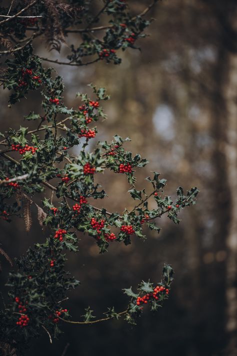 Holly photo by Annie Spratt (@anniespratt) on Unsplash Holly Aesthetic, Holly Flower, December Birth Flower, Holly Tree, Winter Aesthetic, Nature Aesthetic, Birth Flowers, Christmas Wallpaper, Flower Wallpaper