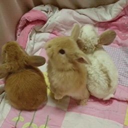 Cute Bunny Gif, Bunny Video, Cat And Bunny, Pets 3, Bunny Rabbits, Silly Animals, Baby Bunnies, Cute Bunny