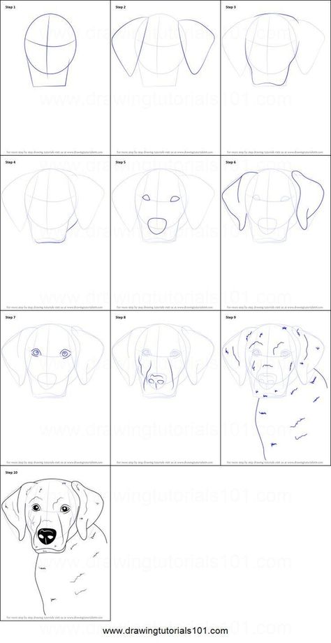 How To Draw A Dog Face Step By Step, How To Draw A Labradoodle, Drawing Dogs Step By Step, How To Draw A Labrador Step By Step, How To Draw A Dog Face, How To Draw Animals Step By Step, How To Draw A Dog, Draw A Labrador, Drawing Labrador