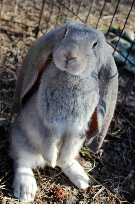 This is an image of a English lop (If you get one of these try to be cautious about them stepping on their ears) Big Bunnies, English Lop Rabbit, English Lop, Flemish Giant Rabbit, Lop Bunny, Daily Bunny, Bunny Garden, Giant Rabbit, Baby Piglets