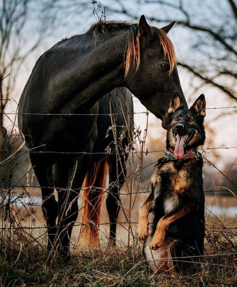 Cowgirls And Horses, Dogs And Horses, Two German Shepherd, Horse And Dog, Horse Images, Funny Horse Pictures, Pictures With Horses, Cute Horse Pictures, Horse Wallpaper