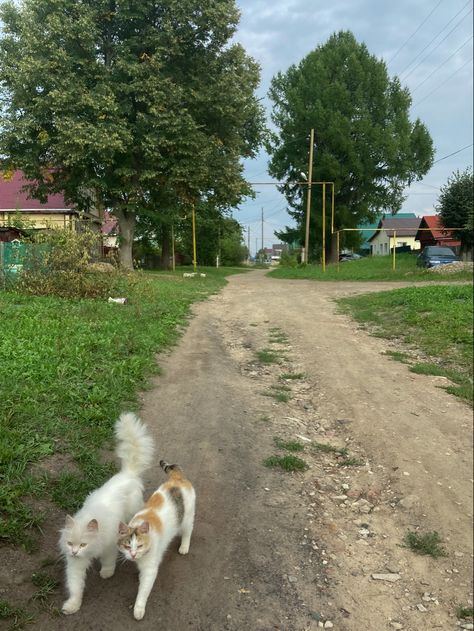 Eastern Europe Countryside, Eastern Europe Childhood, Balkan Childhood, European Summer Aesthetic, Europe Aesthetic, European Aesthetic, Poland Travel, East Europe, Europe Summer