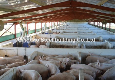 Pig Farming Design, Farm Building, Pig Pen, Pig Farm, Pig House, Pig Farming, Farm Buildings, Steel Buildings, Steel Structure