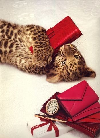 Cartier Cats Artists, Leopards, Big Cats, Cheetah Print, Wild Cats, Online Design, A Cat, Cartier, Feline